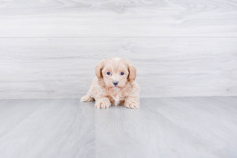 Playful Maltese Poodle Poodle Mix Puppy