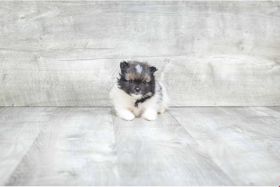 Pomeranian Puppy for Adoption