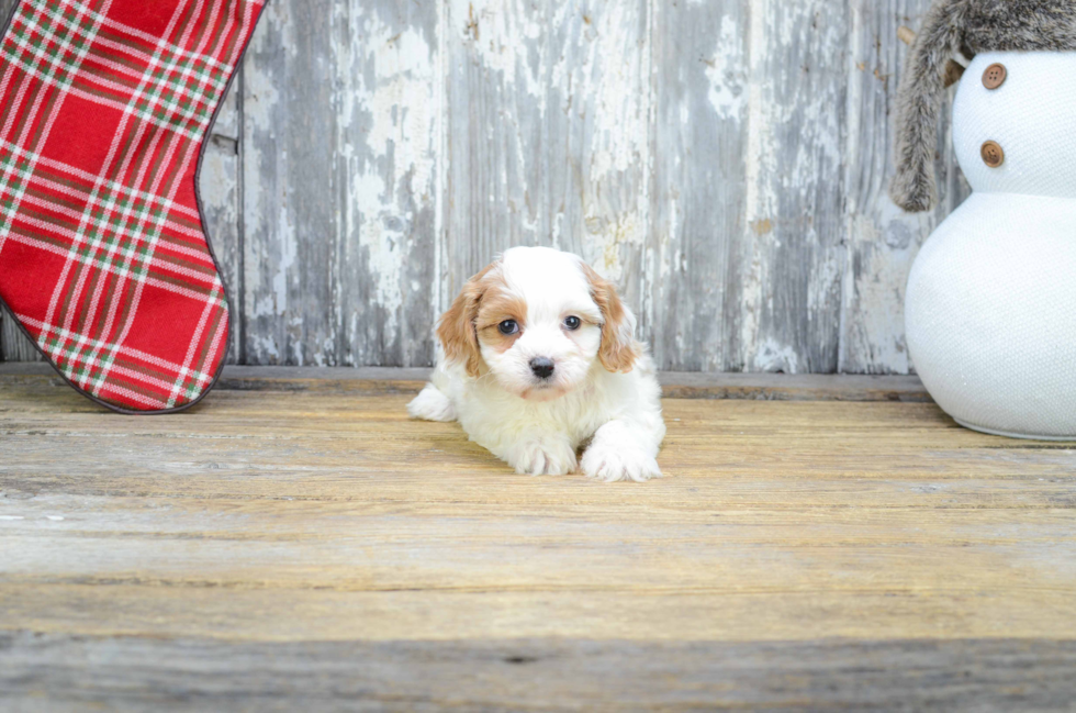 Adorable Cavoodle Poodle Mix Puppy