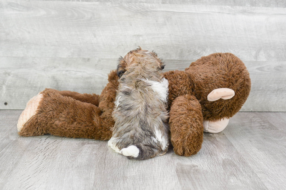 Hypoallergenic Maltepoo Poodle Mix Puppy