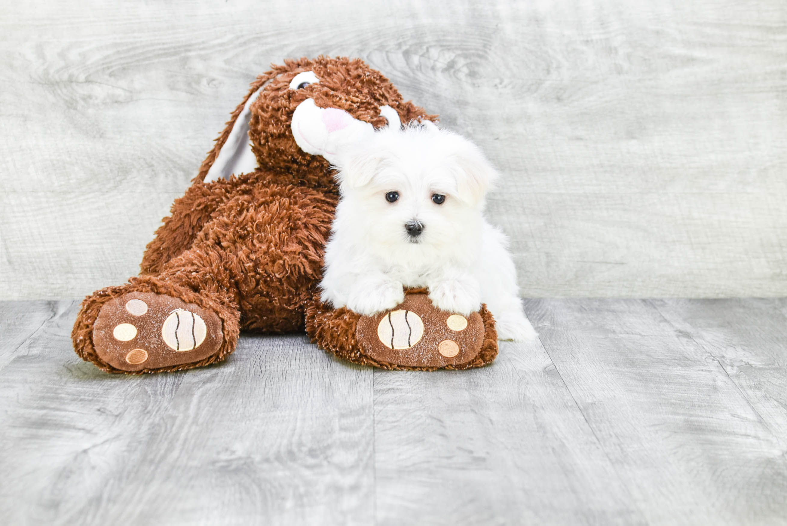 Maltese Puppy for Adoption