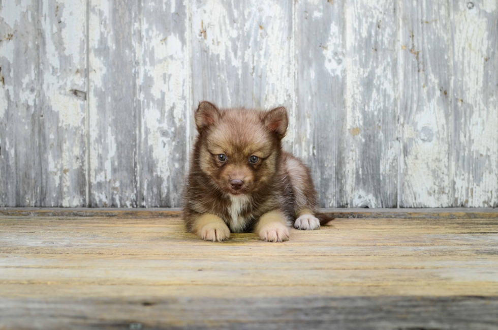 Hypoallergenic Mini Husky Designer Puppy