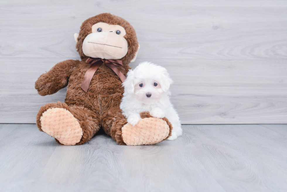 Small Maltese Purebred Pup