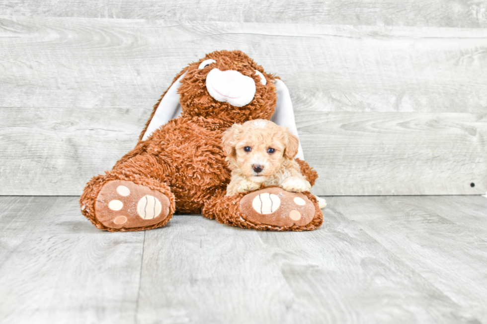 Maltipoo Pup Being Cute