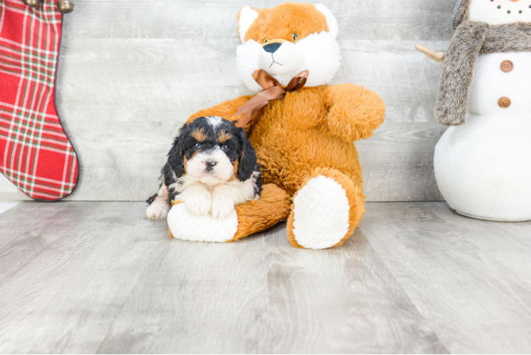 Mini Bernedoodle Puppy for Adoption