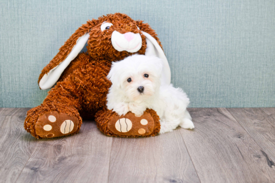 Adorable Maltepoo Poodle Mix Puppy