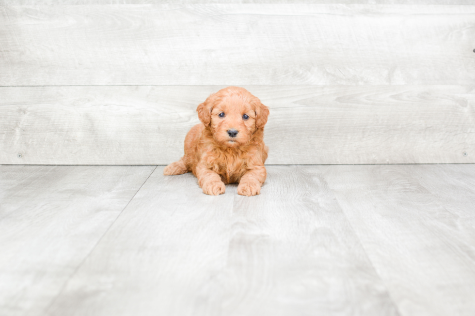 Mini Goldendoodle Puppy for Adoption