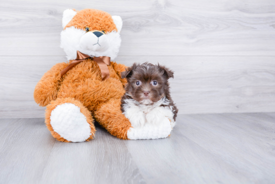 Hypoallergenic Havanese Baby