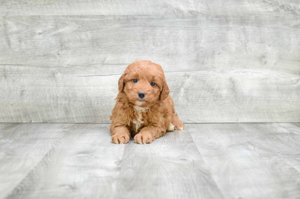 Energetic Golden Retriever Poodle Mix Puppy