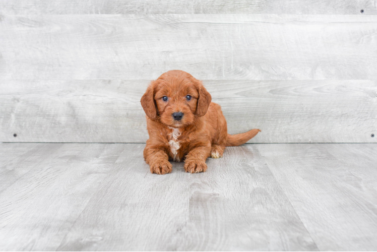 Funny Mini Goldendoodle Poodle Mix Pup