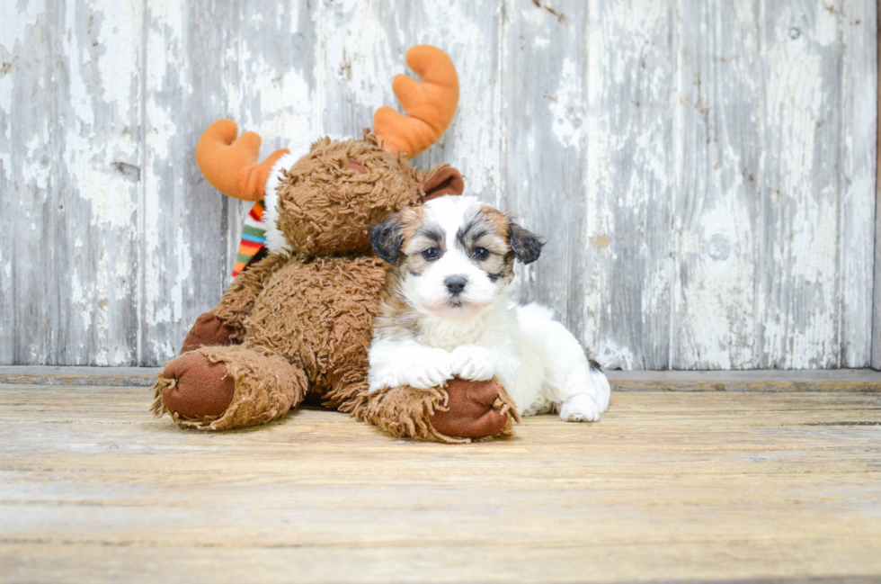 Teddy Bear Pup Being Cute