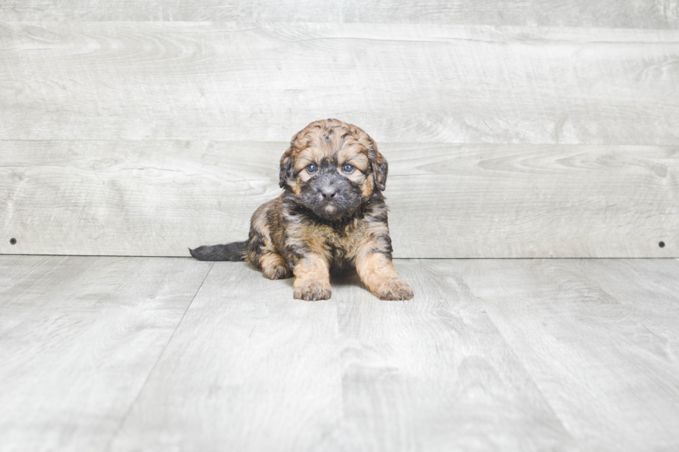 Mini Bernedoodle Puppy for Adoption