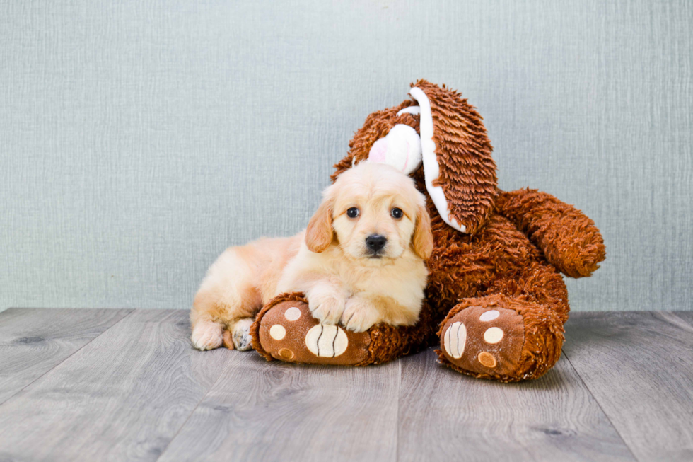 Best Mini Goldendoodle Baby