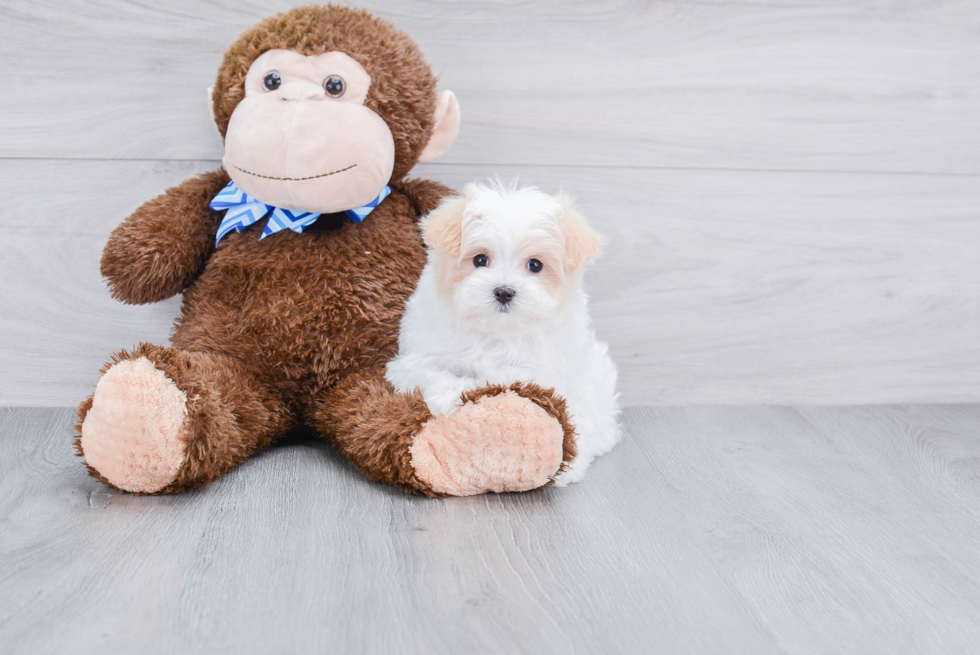 Cute Maltipoo Baby