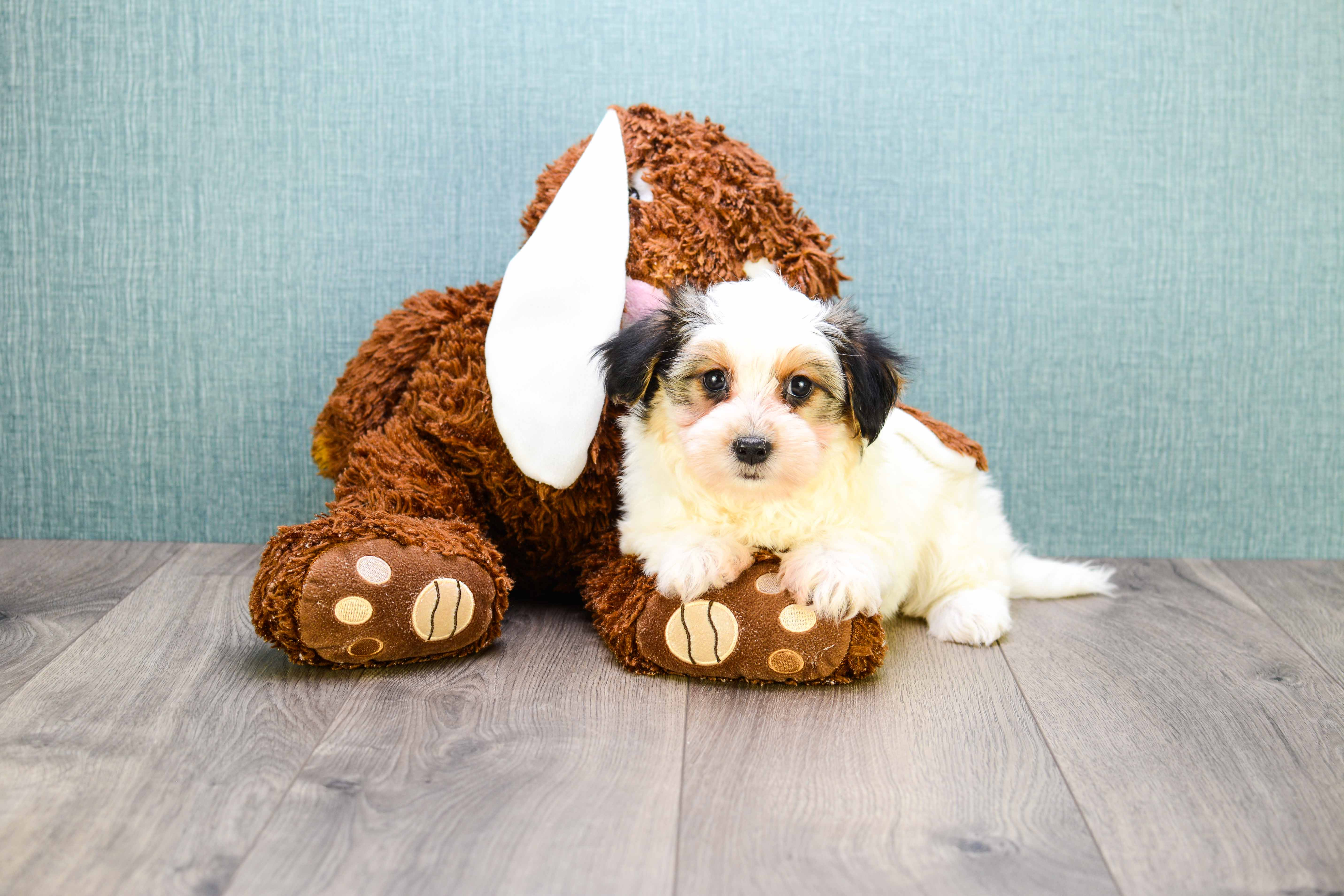 Morkie Pup Being Cute
