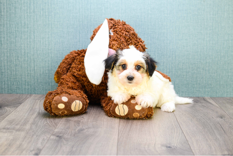 Morkie Pup Being Cute