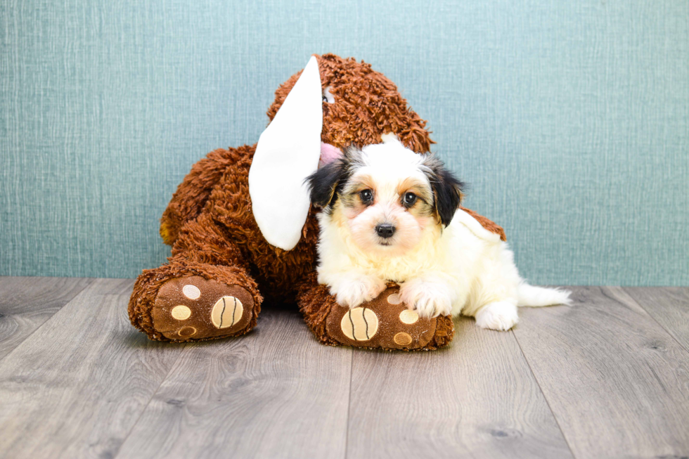 Morkie Pup Being Cute