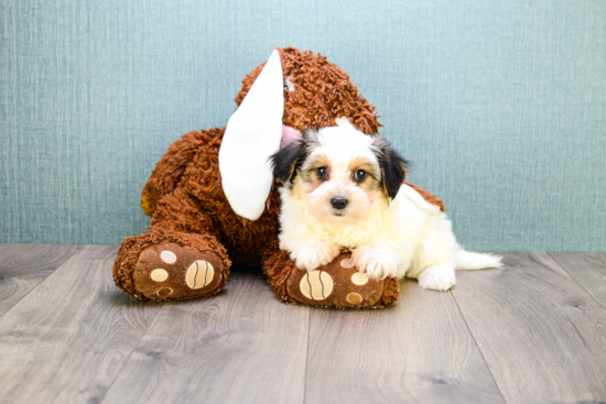 Morkie Pup Being Cute