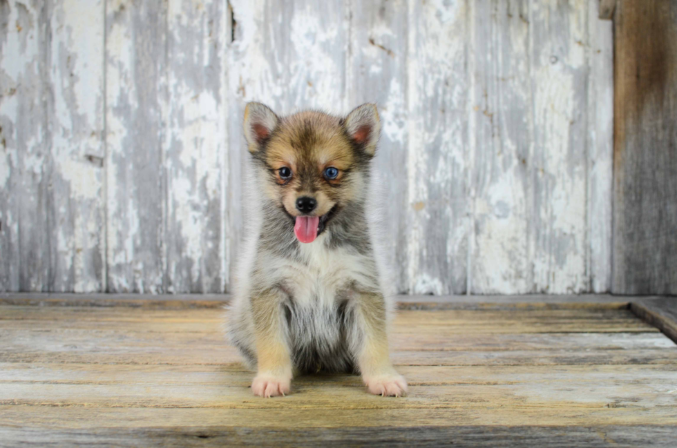 Little Mini Husky Designer Puppy