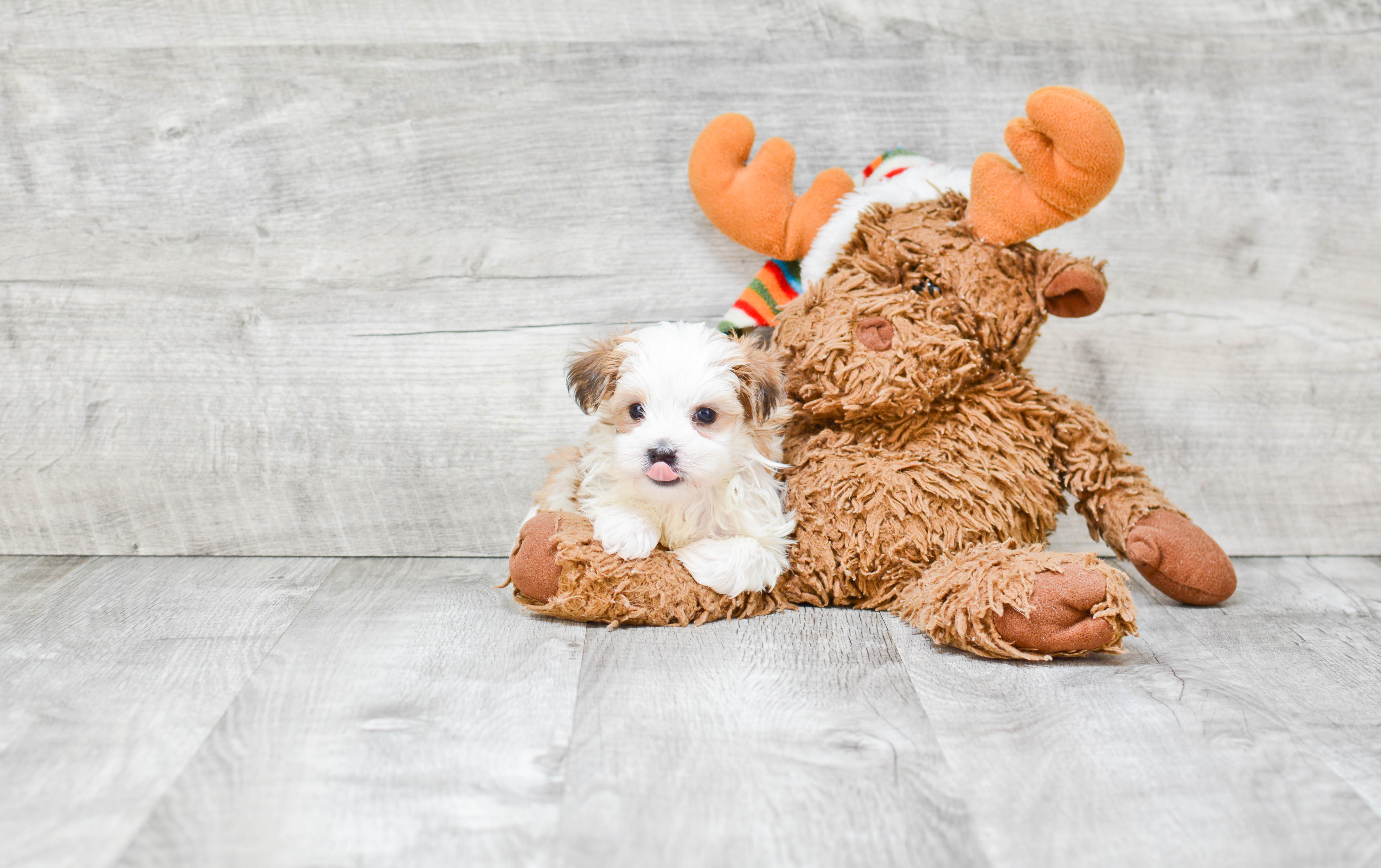Fluffy Morkie Designer Pup