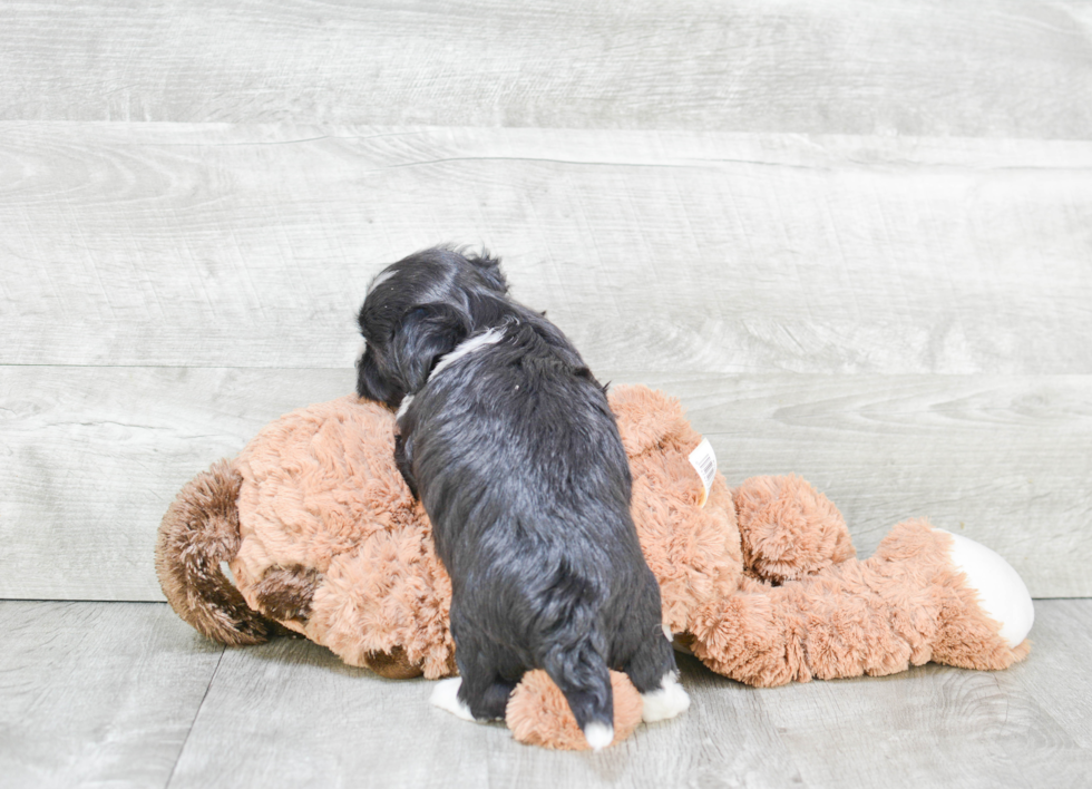 Havanese Pup Being Cute