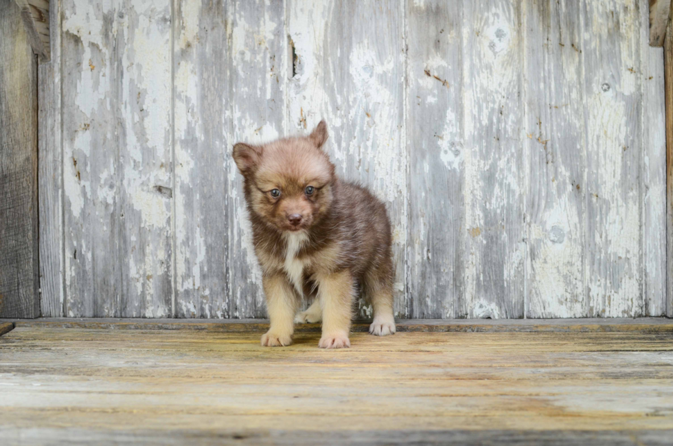 Pomsky Pup Being Cute