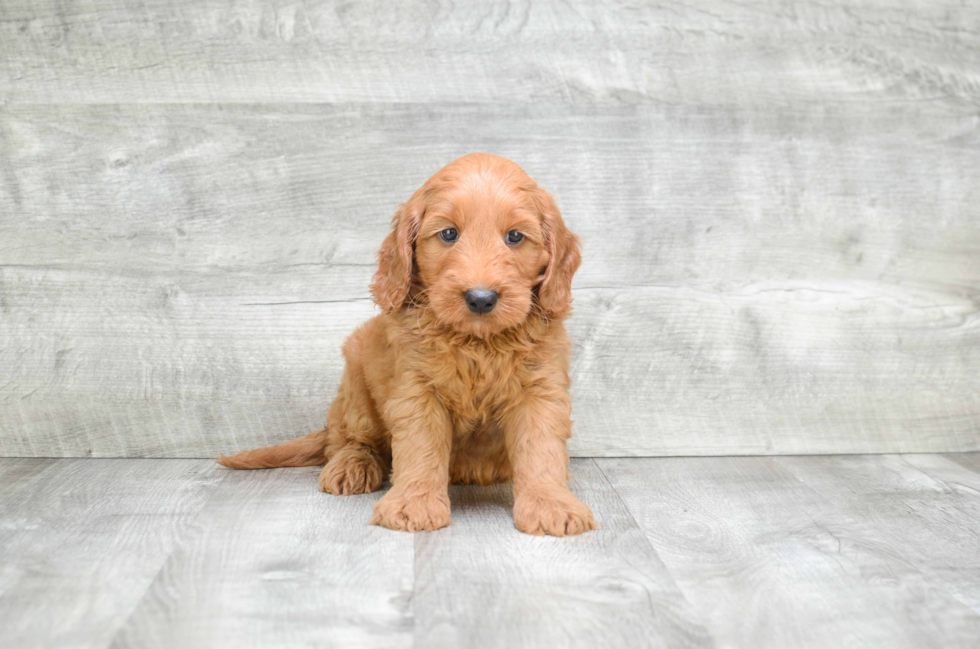 Sweet Mini Goldendoodle Baby