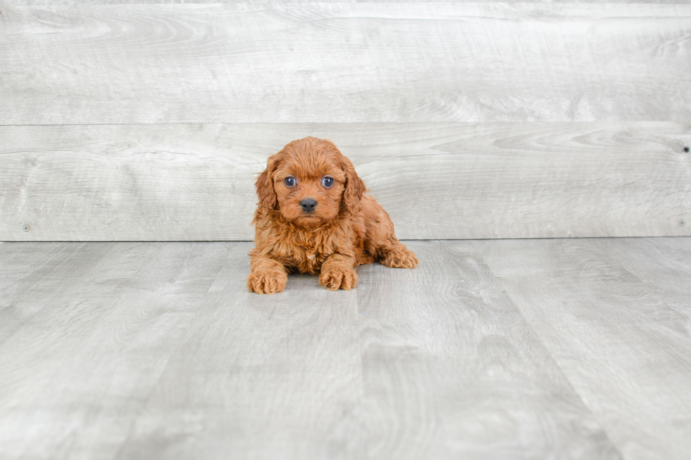 Energetic Cavoodle Poodle Mix Puppy