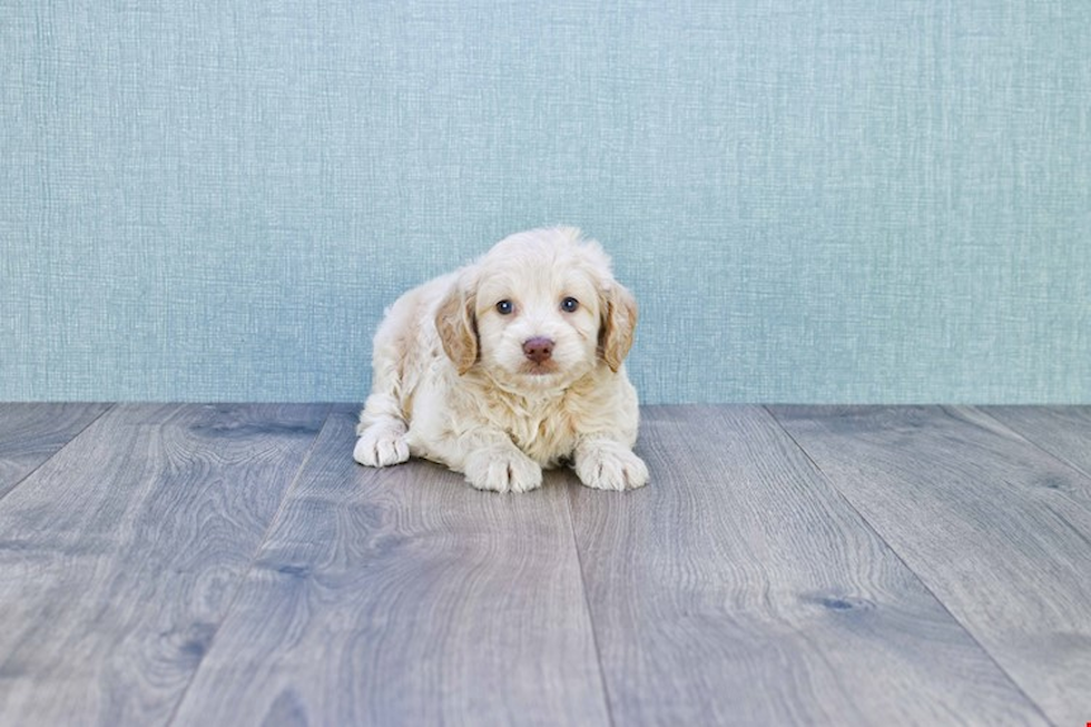 Sweet Mini Goldendoodle Baby