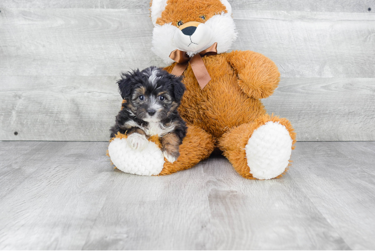 Best Mini Aussiedoodle Baby