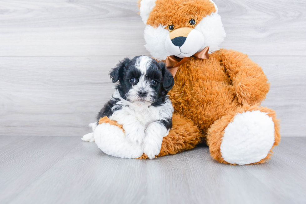 Teddy Bear Pup Being Cute