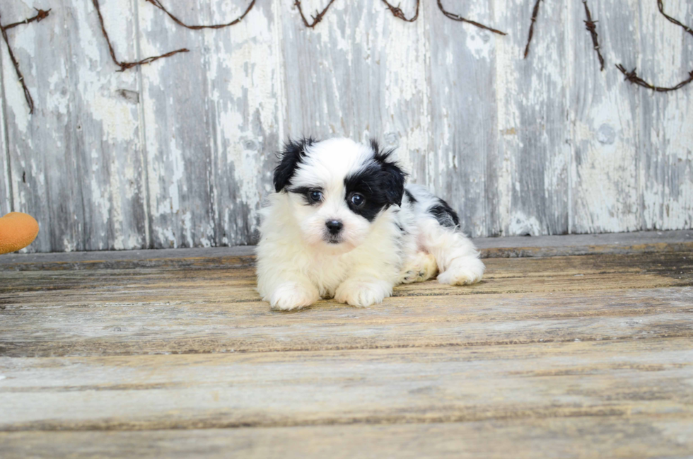 Friendly Teddy Bear Baby