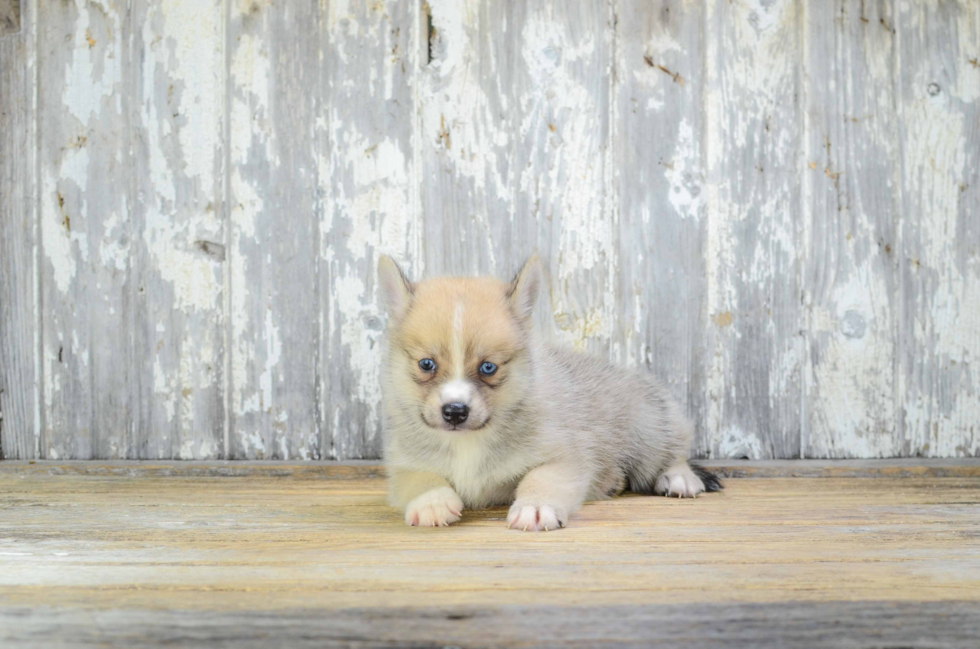 Pomsky Pup Being Cute