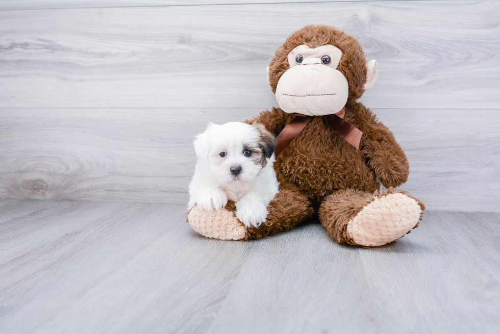 Playful Shichon Designer Puppy