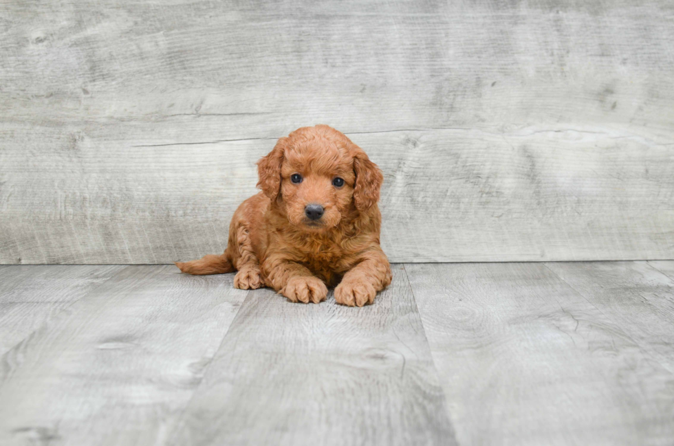 Mini Goldendoodle Puppy for Adoption