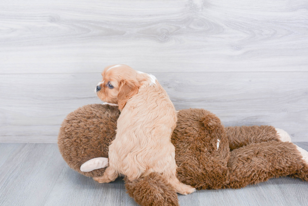 Popular Cavalier King Charles Spaniel Purebred Pup