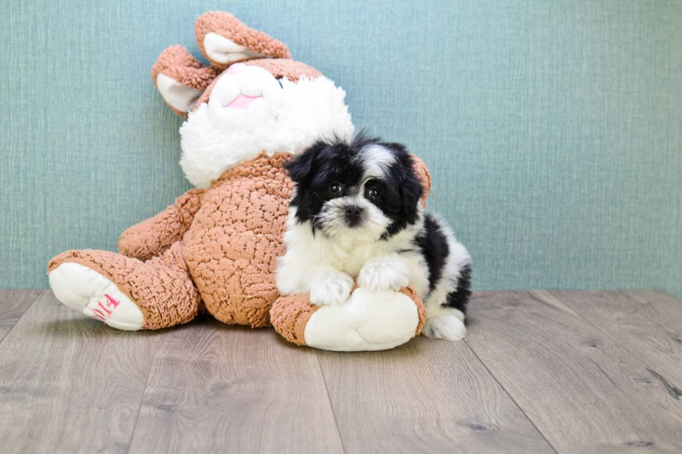 Smart Havanese Purebred Puppy