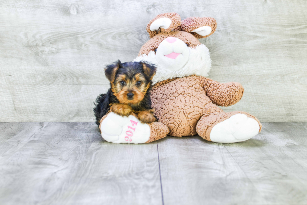 Meet Goldie - our Yorkshire Terrier Puppy Photo 