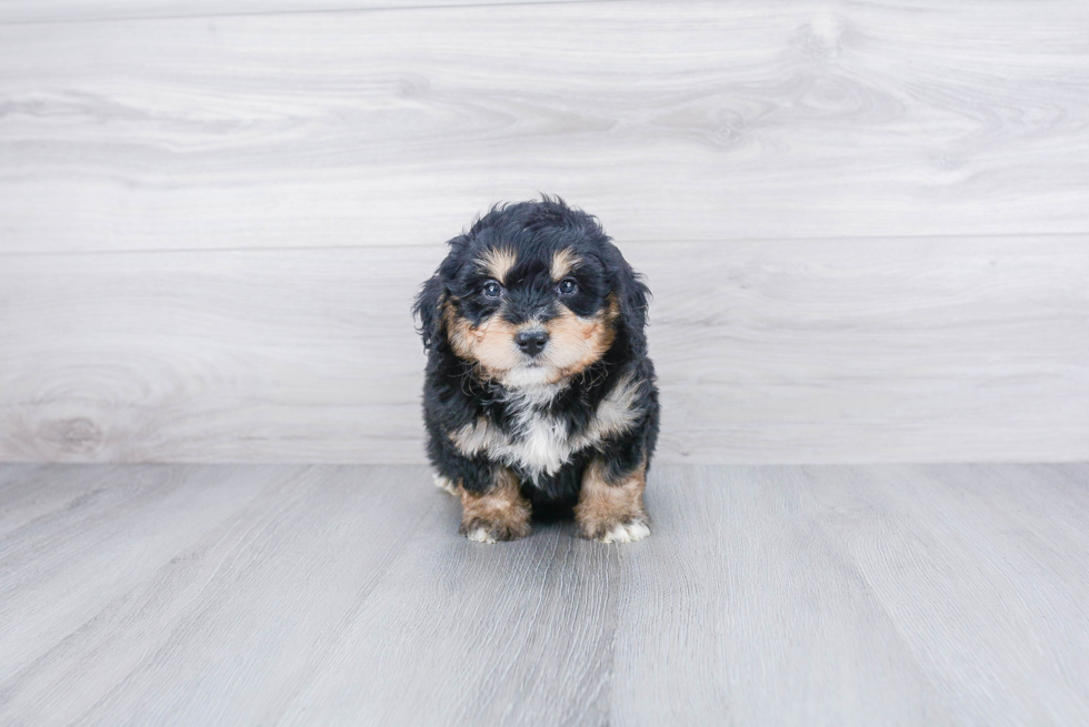 Popular Mini Bernedoodle Poodle Mix Pup