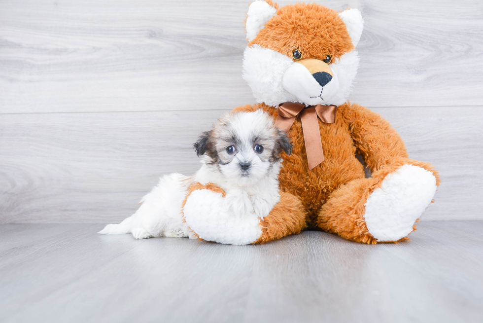 Teddy Bear Pup Being Cute