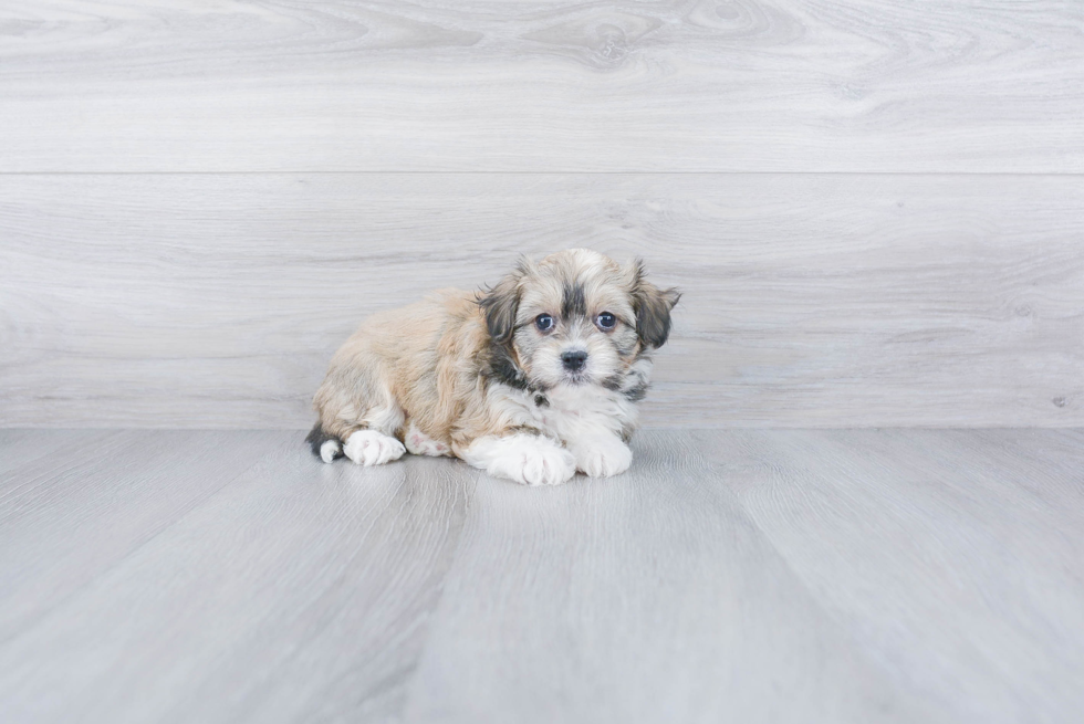 Havanese Pup Being Cute