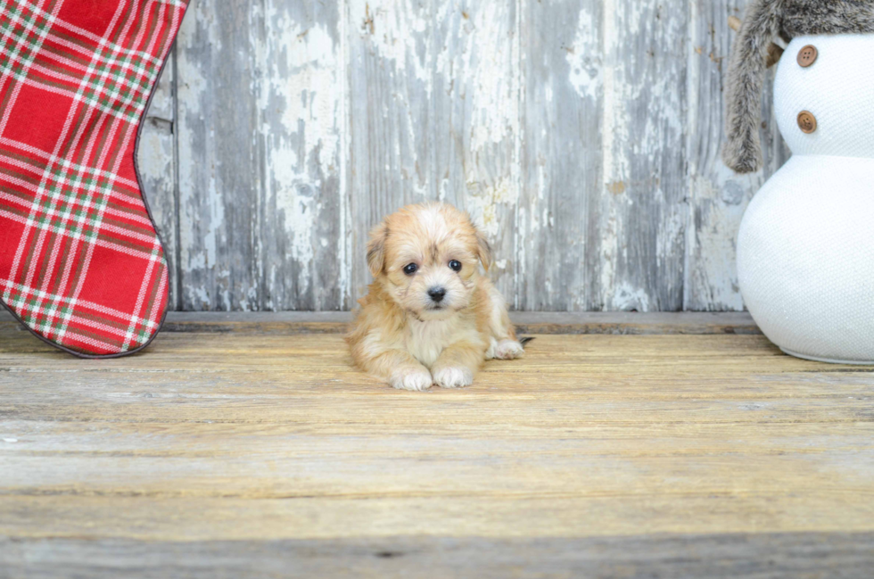 Fluffy Morkie Designer Pup