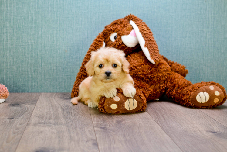 Popular Cavachon Designer Pup