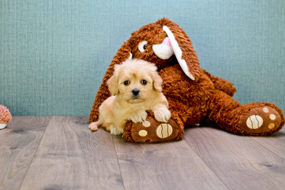 Popular Cavachon Designer Pup