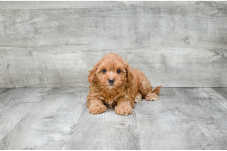 Cute Cavapoo Baby