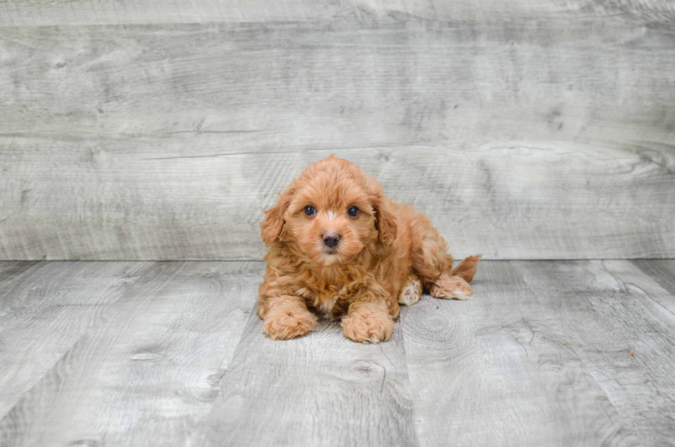 Cute Cavapoo Baby