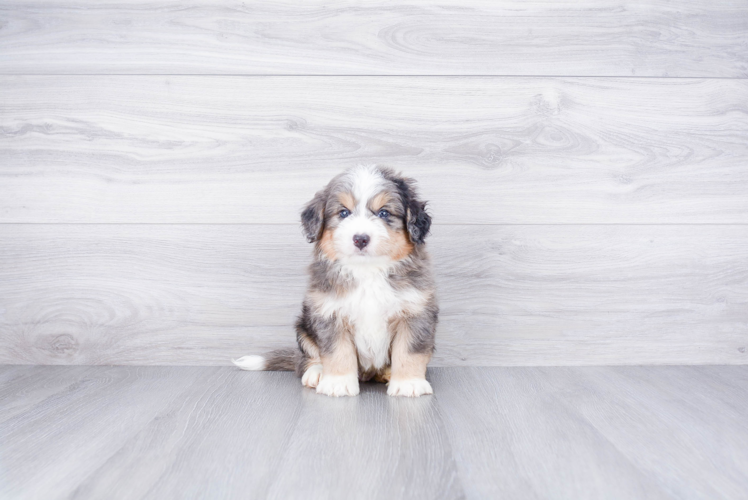 Energetic Mini Berniedoodle Poodle Mix Puppy