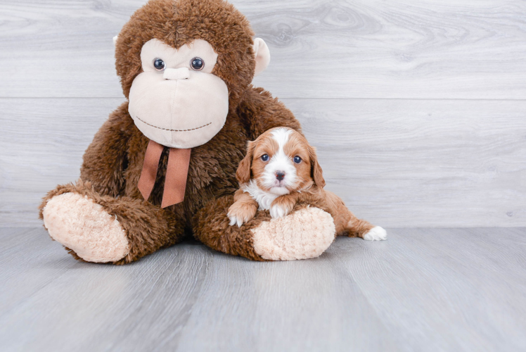 Best Cavapoo Baby