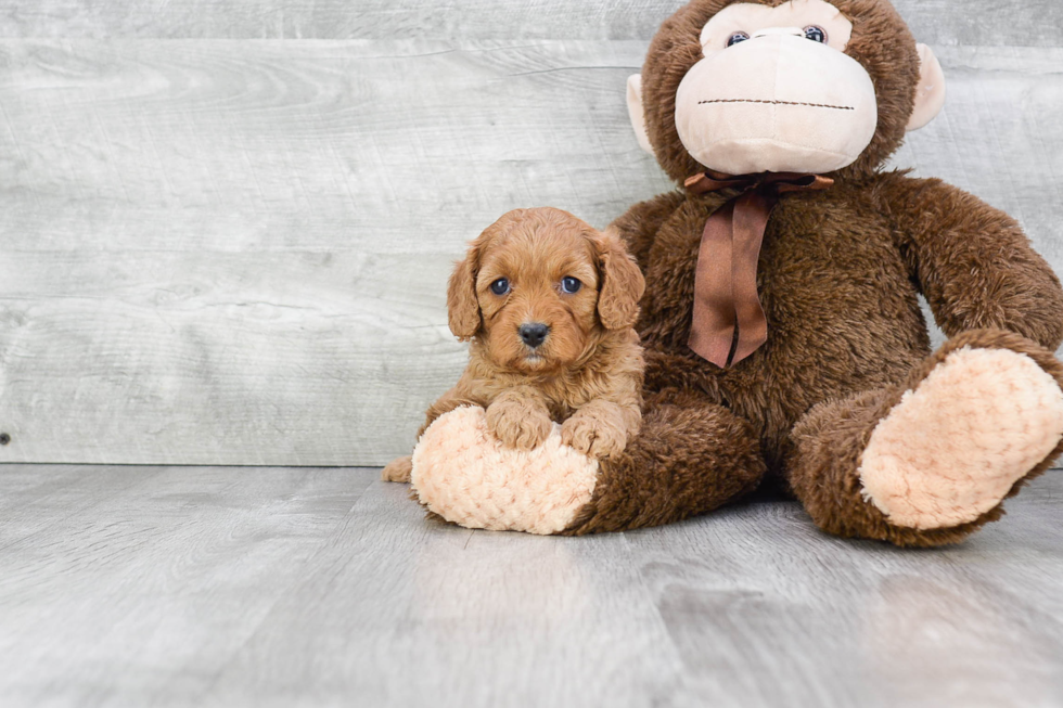 Cavapoo Pup Being Cute