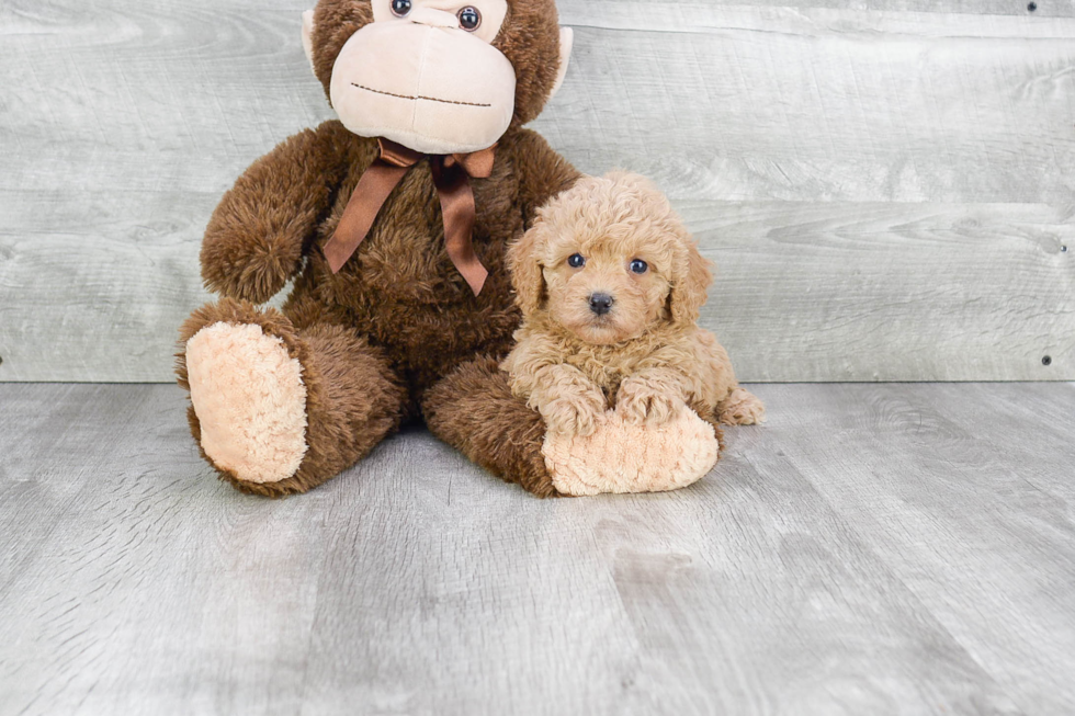 Cavapoo Pup Being Cute